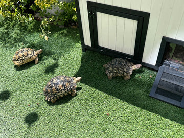 Creating the Perfect Outdoor Tortoise Home: The Story Behind Buddy Bungalow